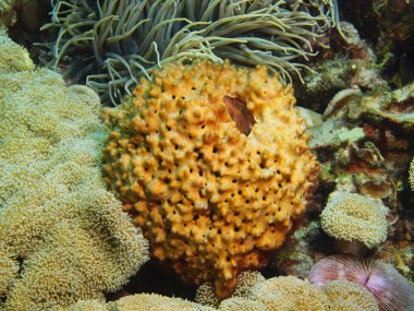 Demosponge, Adası Bali, Pemuteran