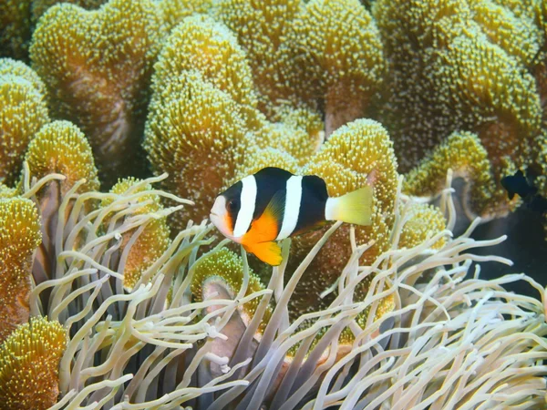 Pagliaccio-pesce, Isola di Bali, Pemutero — Foto Stock