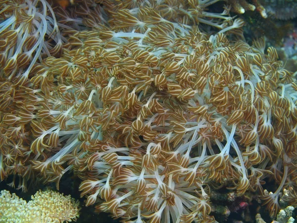 软珊瑚，巴厘岛，佩母德兰 — 图库照片