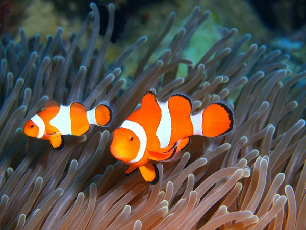 鱼-小丑，巴厘岛，佩母德兰 — 图库照片