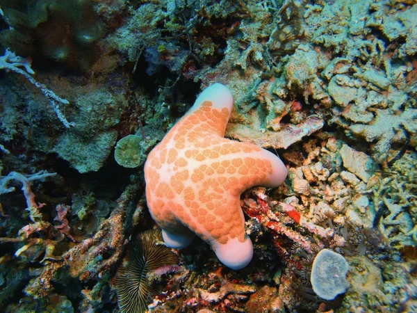 Estrella de mar, Isla de Bali, Pemútero — Foto de Stock