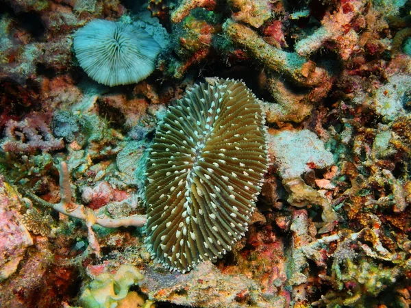 Coral de pedra, Ilha Bali, Pemuteran — Fotografia de Stock