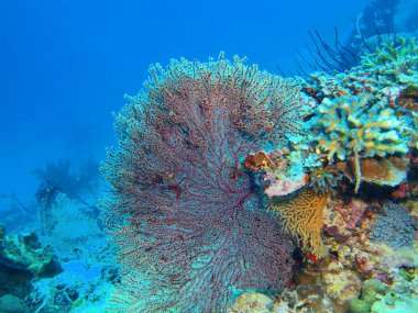 Gorgonian mercan, Adası Bali, Pemuteran