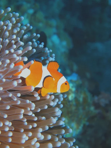 Fish-clown, Island  Bali, Pemuteran — Stock Photo, Image