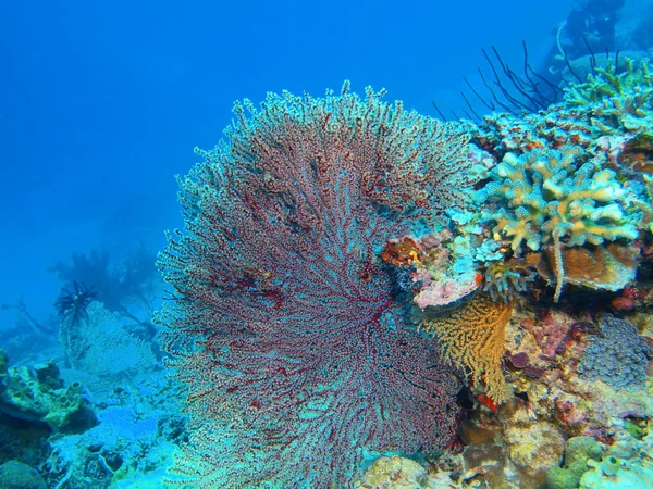 Gorgonien Korallen, Insel Bali, Gebärmutter — Stockfoto