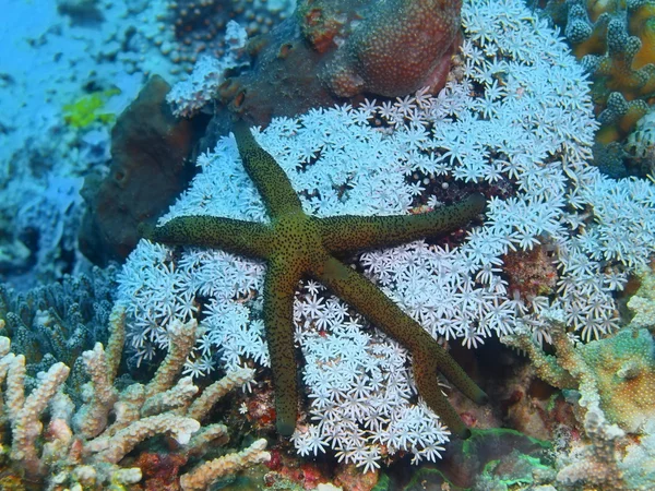 Bintang laut, pulau Bali, Pemuteran — Stok Foto