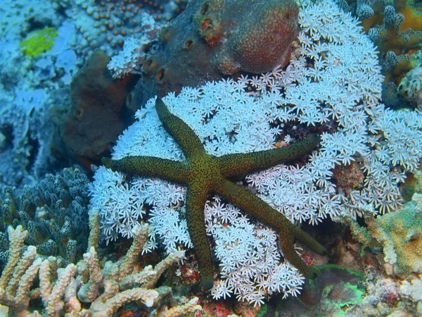 Морские звезды, остров Бали, Пемброан — стоковое фото