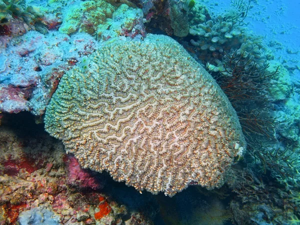 Sten korall, ön Bali, Pemuteran — Stockfoto