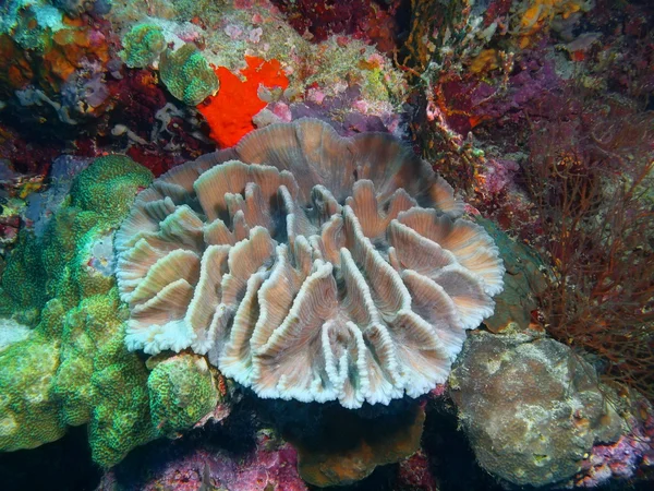 Каменные кораллы, остров Бали, Пемброан — стоковое фото