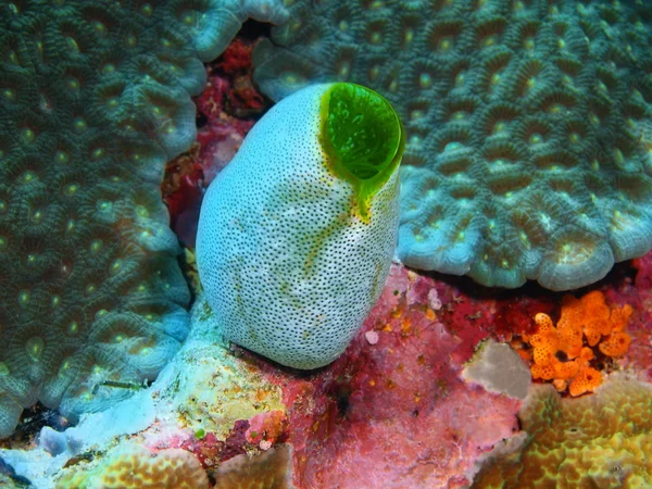 Sea squirt, Island  Bali, Pemuteran — Stock Photo, Image