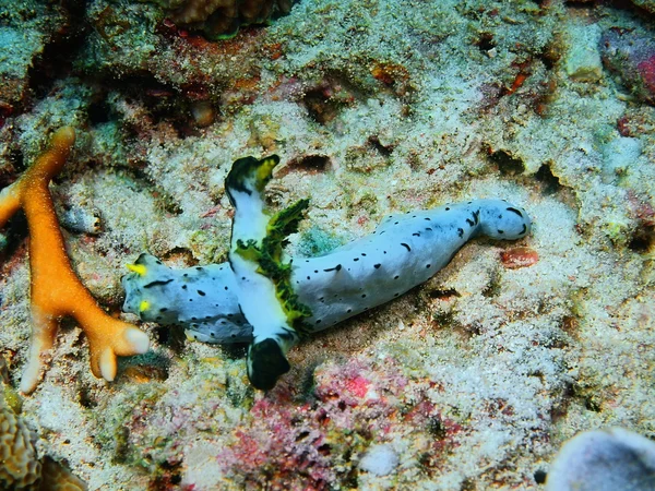 Pravda, sea slug, ostrov Bali, Pemuteran — Stock fotografie