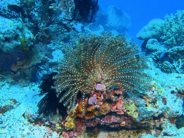 Crinoide, Isla Bali, Pemuterino —  Fotos de Stock