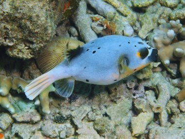 Pufferfish, Island  Bali, Pemuteran clipart
