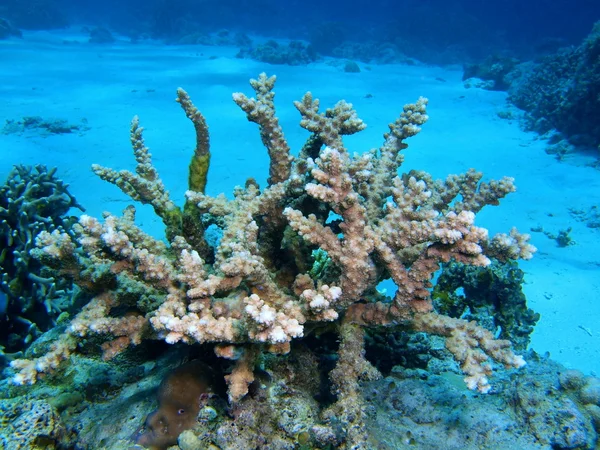 Stone coral, Island  Bali, Pemuteran — Stock Photo, Image