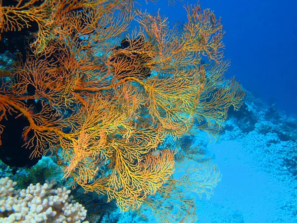 Coral gorgoniano, Isla de Bali, Pemútero —  Fotos de Stock