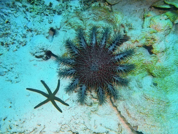 Seestern, Insel Bali, Gebärmutter — Stockfoto