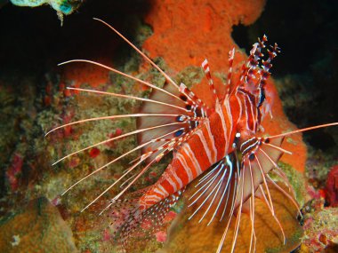 Scorpionfish, Adası Bali, Pemuteran