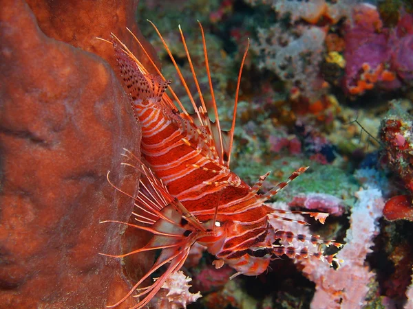 Scorfano, Isola di Bali, Pemuterano — Foto Stock