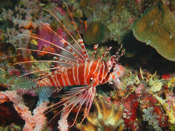 Scorpionfish, Island  Bali, Pemuteran — Stock Photo, Image