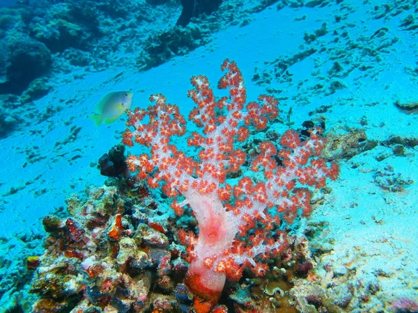 Coral mole, Ilha Bali, Pemuterão — Fotografia de Stock