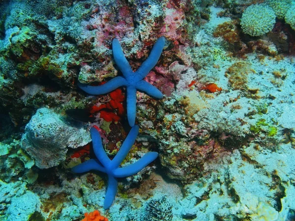 ヒトデ、バリ島、プムトゥラン — ストック写真