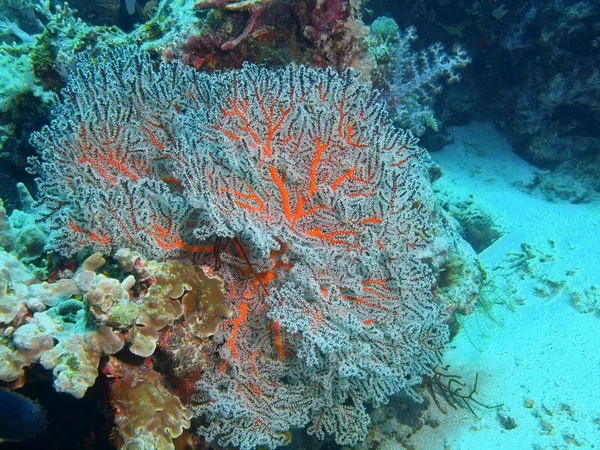 Corallo gorgonese, Isola di Bali, Pemutero — Foto Stock
