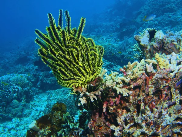 Crinoide, Isola di Bali, Pemutero — Foto Stock