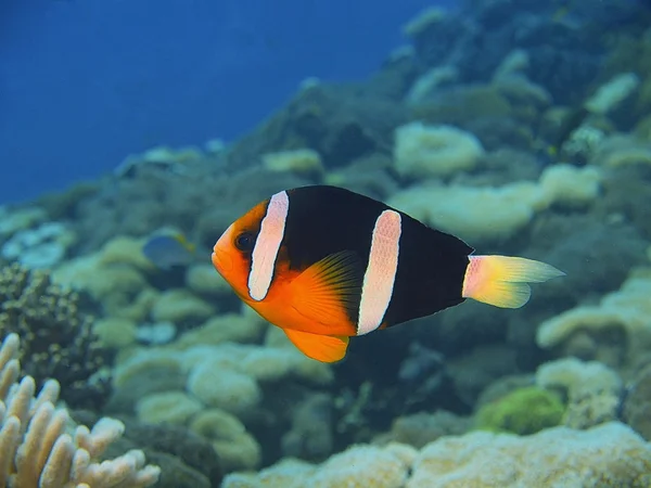 Pagliaccio-pesce, Isola di Bali, Pemutero — Foto Stock