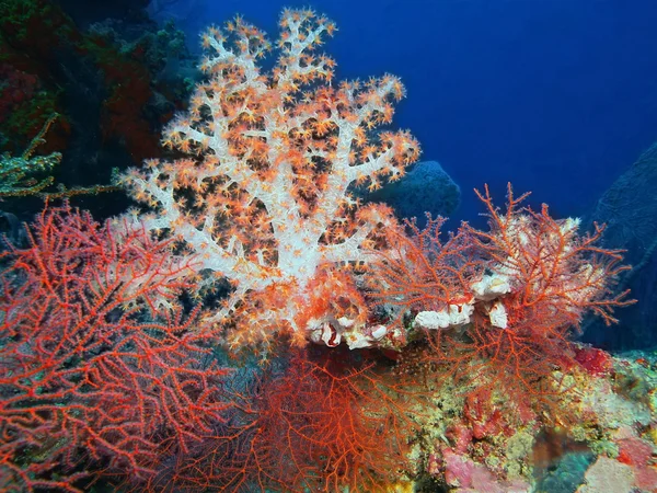 Weichkorallen, Insel Bali, Pemuteran — Stockfoto