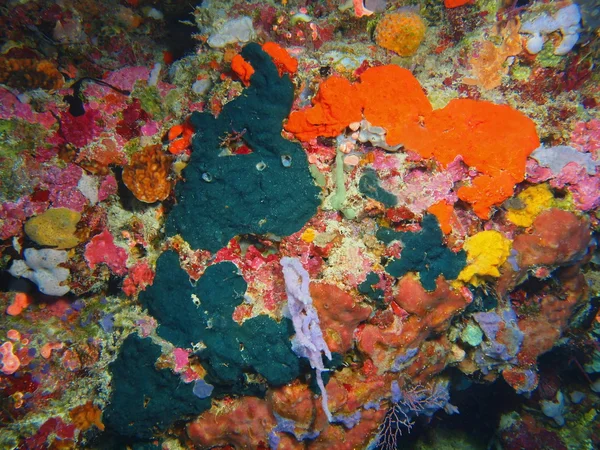 Demosponge, Isla de Bali, Pemútero — Foto de Stock