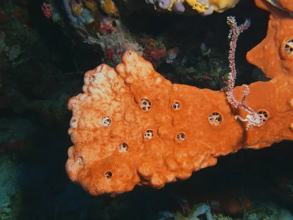 海綿、バリ島、プムトゥラン — ストック写真