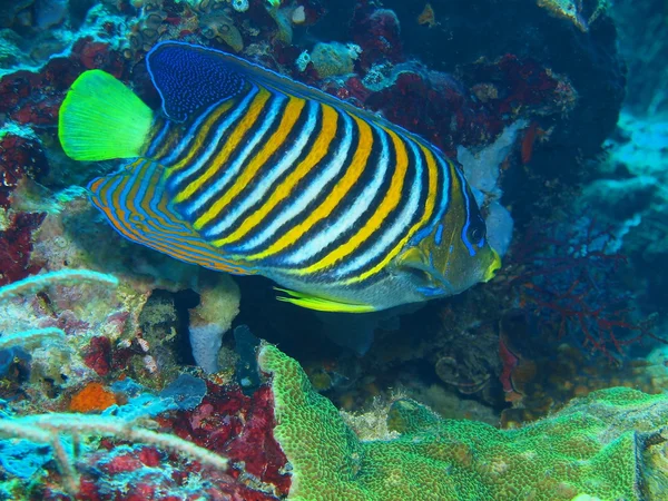 サンゴ礁の魚たち、バリ島、プムトゥラン — ストック写真