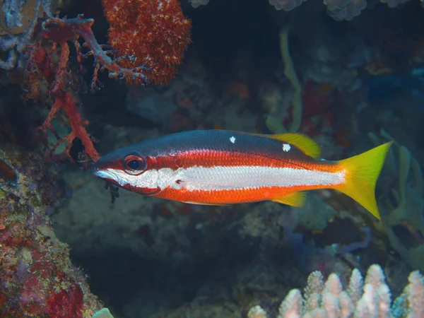 Korallenfische, Insel Bali, Gebärmutterhaut — Stockfoto