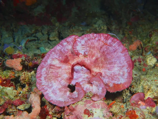 Stone coral, Island  Bali, Pemuteran — Stock Photo, Image