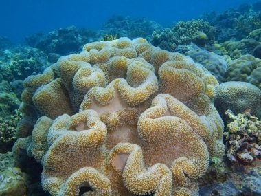 Yumuşak mercan, Adası Bali, Pemuteran