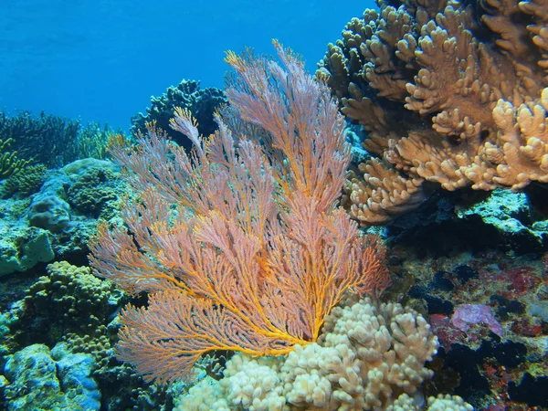 Gorgonien Korallen, Insel Bali, Gebärmutter — Stockfoto