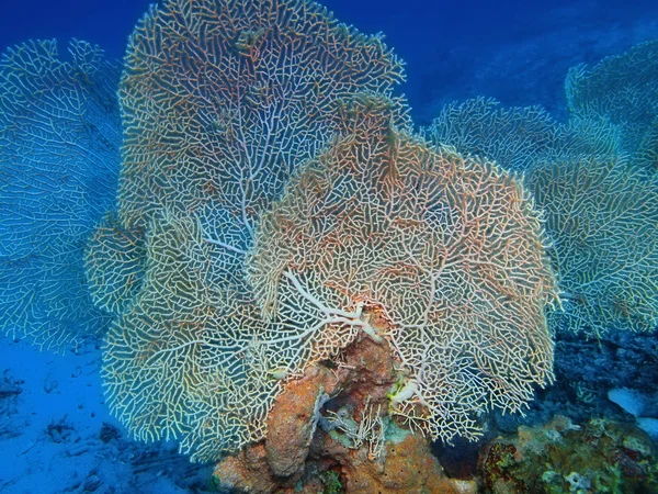 Gorgonien Korallen, Insel Bali, Gebärmutter — Stockfoto