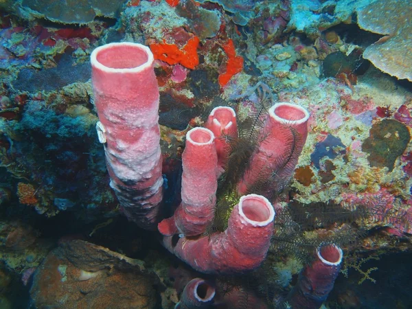 Demosponge, ön Bali, Pemuteran — Stockfoto