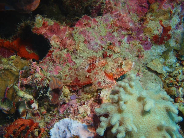 Scorpionfish, eiland Bali, Pemuteran — Stockfoto