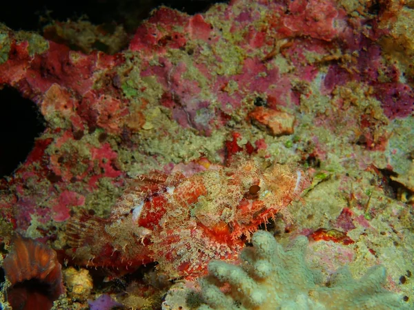 Scorpionfish, Isla Bali, Pemuteran — Foto de Stock