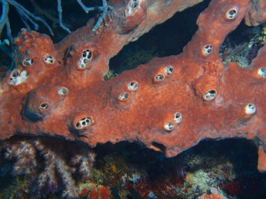 Demosponge, Adası Bali, Pemuteran