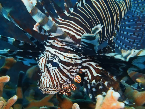 オニカサゴ、バリ島、プムトゥラン — ストック写真