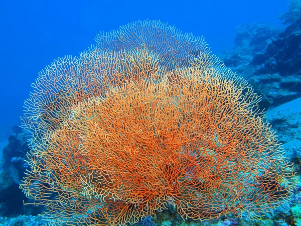 Gorgonien Korallen, Insel Bali, Gebärmutter — Stockfoto