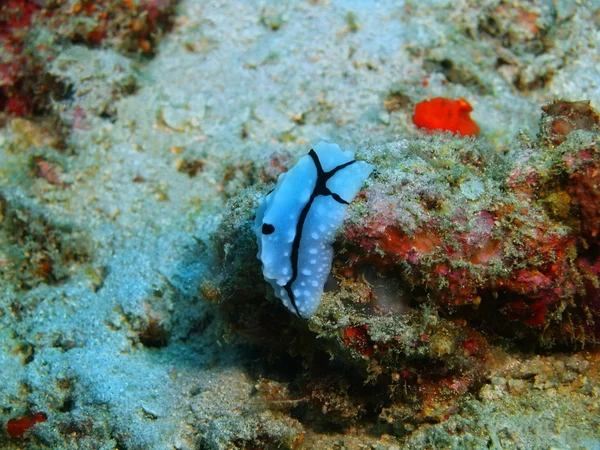 True sea slug, Island  Bali, Pemuteran — Stock Photo, Image