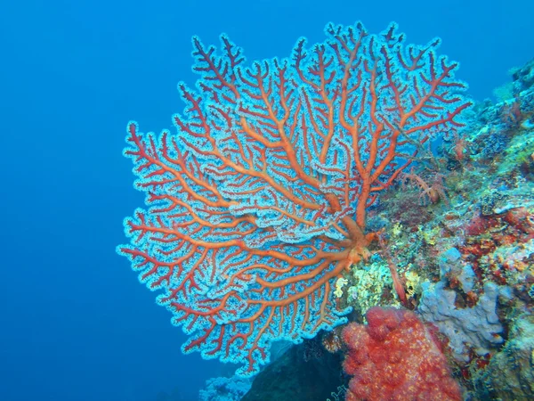 Coral Gorgoniano, Ilha Bali, Pemuterão — Fotografia de Stock