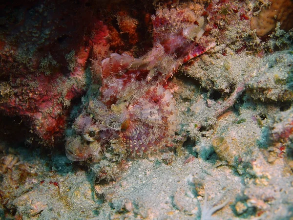 Scorpionfish, Island  Bali, Pemuteran — Stock Photo, Image
