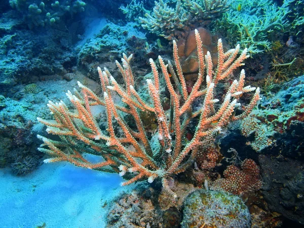 Stone coral, Island  Bali, Pemuteran — Stock Photo, Image