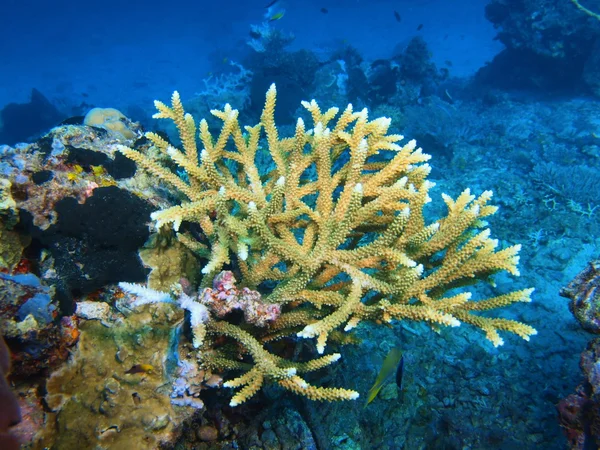 Piedra de coral, Isla de Bali, Pemútero — Foto de Stock