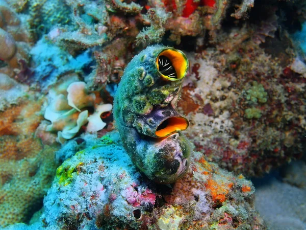 Sea squirt, Island  Bali, Pemuteran — Stock Photo, Image