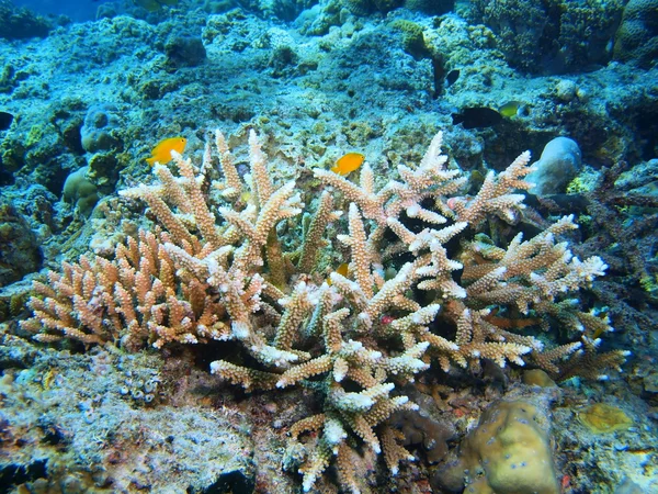 Stone korálů, ostrov Bali, Pemuteran — Stock fotografie